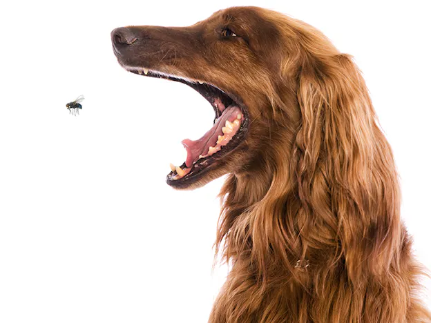 Fly Snapping | Positively.com