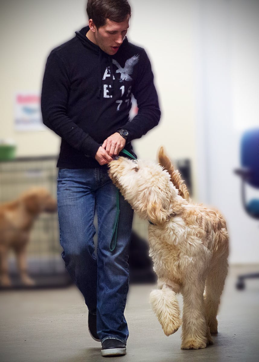 Doodle learns loose leash in training class.