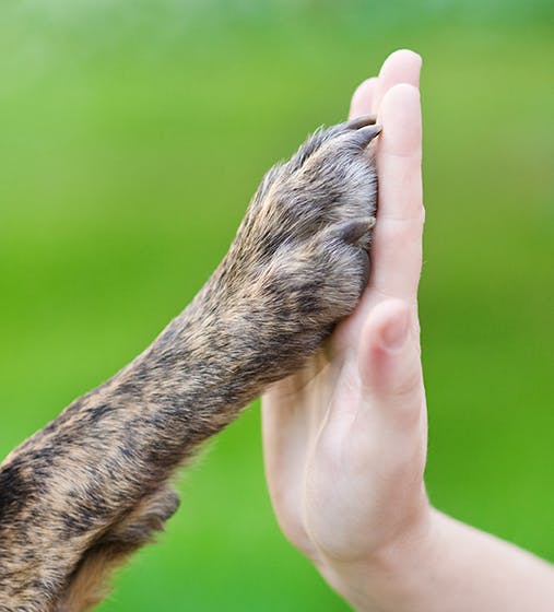 paw high fives hand