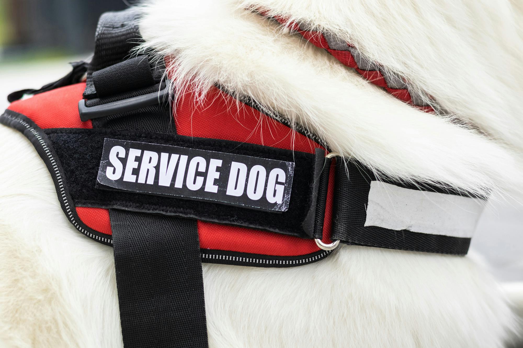 Close up of a vest on a service dog