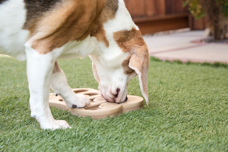 Beagle plays with interactive puzzle toy