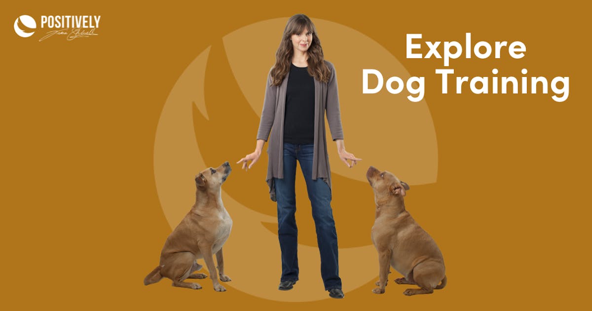 Dog training