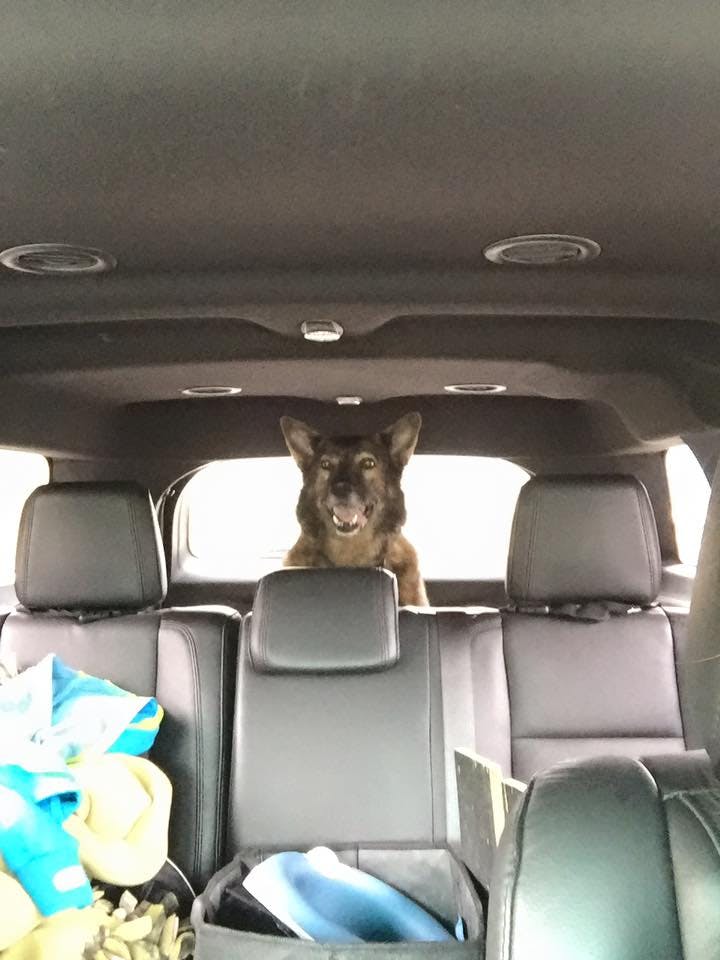 Dog in the back of a vehicle fleeing the wildfires of Fort McMurray