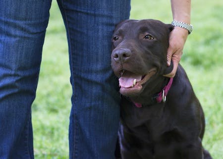 Chocolate Lab standing next to persons leg