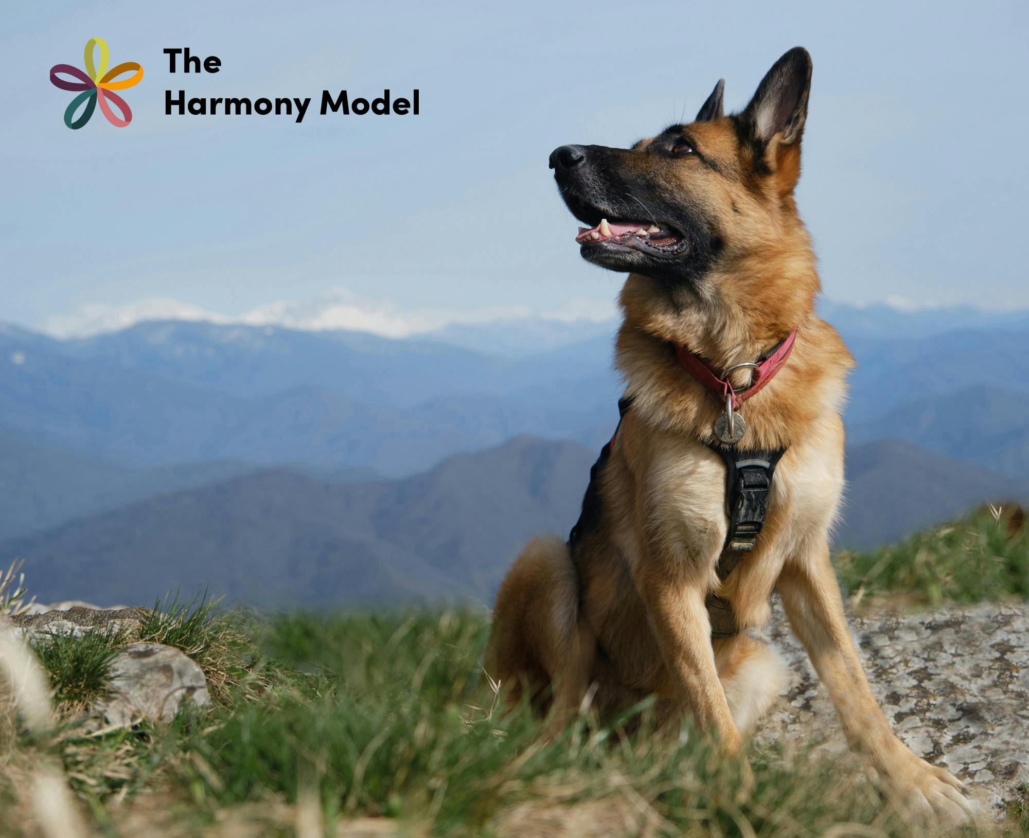 German Shepherd enjoying nature while looking back at his person.