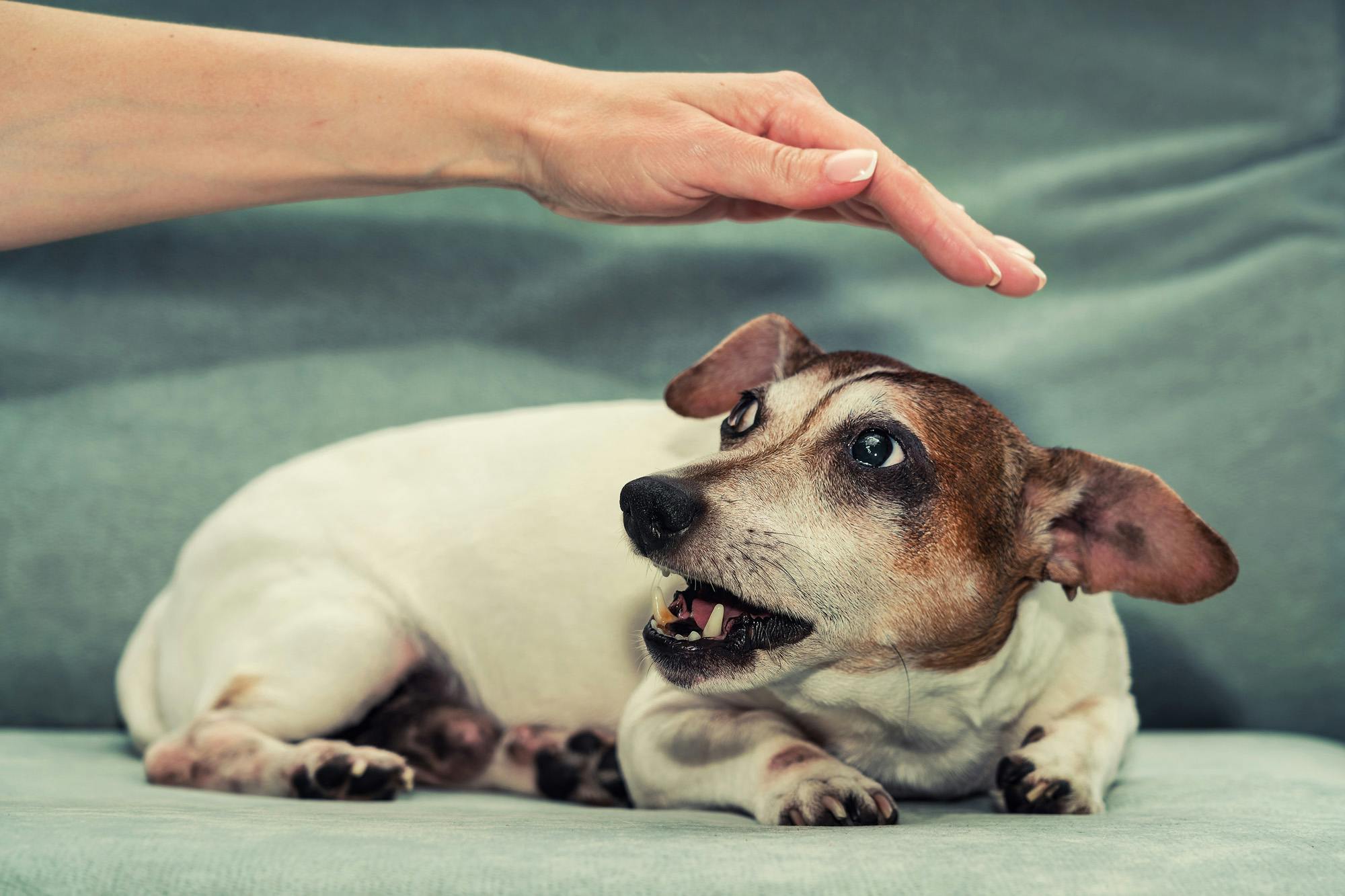 Fearful Jack Russell Terrier shows teeth as hand approaches over top of the head