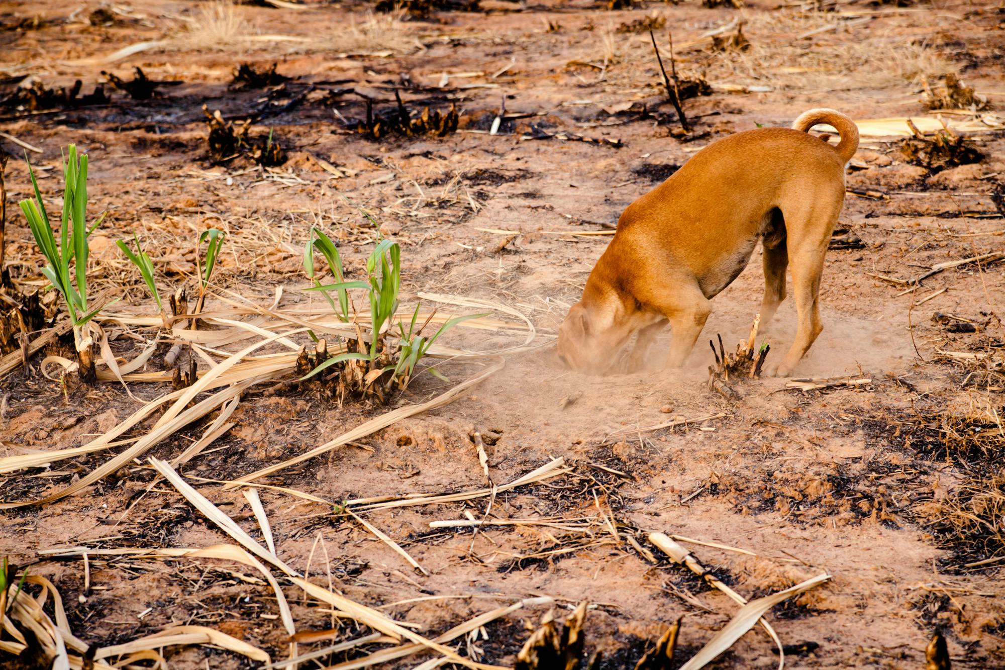 brown dog digging in dirt
