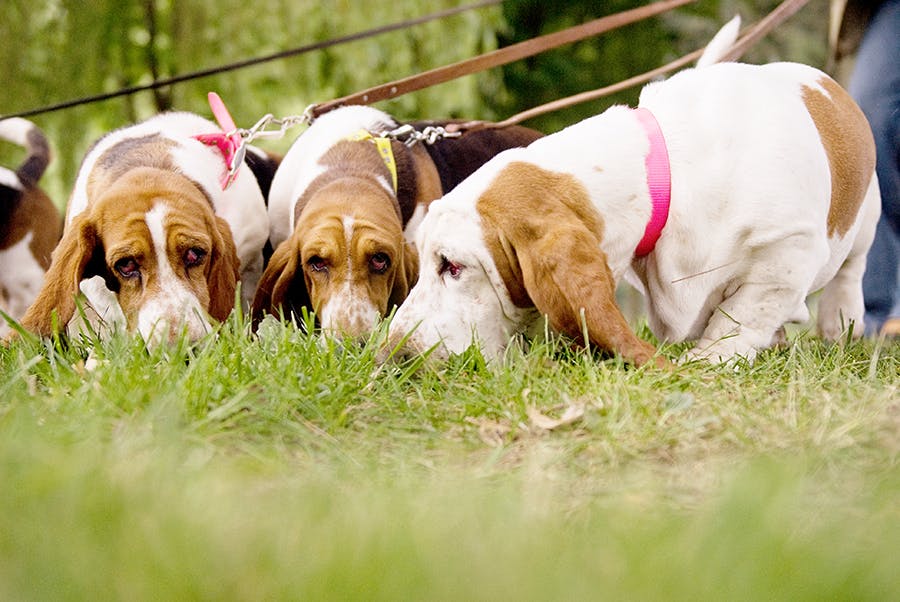 4 basset hounds sniffing in grass doing scent work