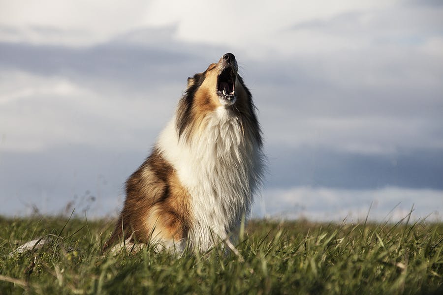 collie outside vocalizing