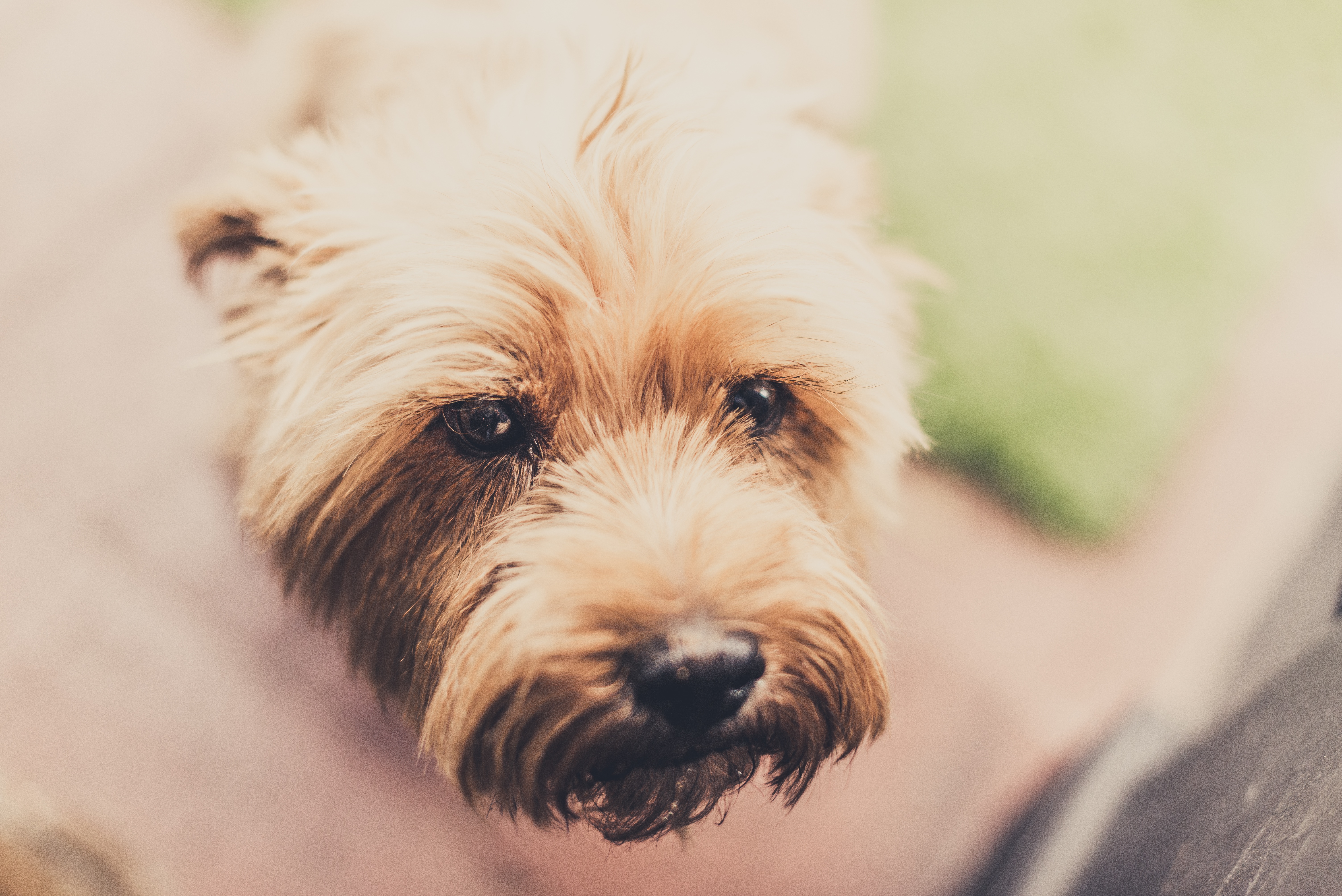 Post: Play With Your Dog More | Positively.com