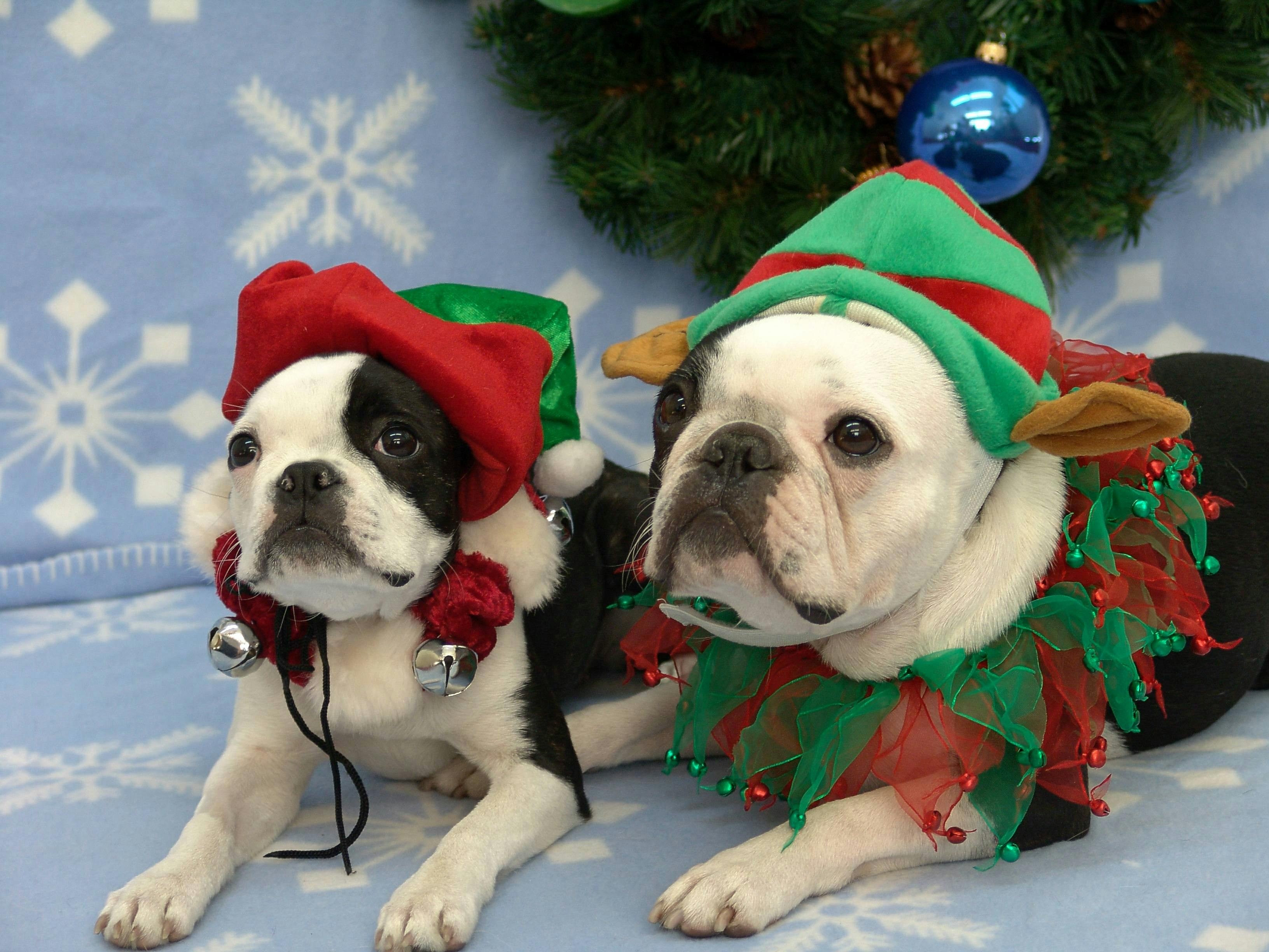 2 dogs dressed as elves at the holidays