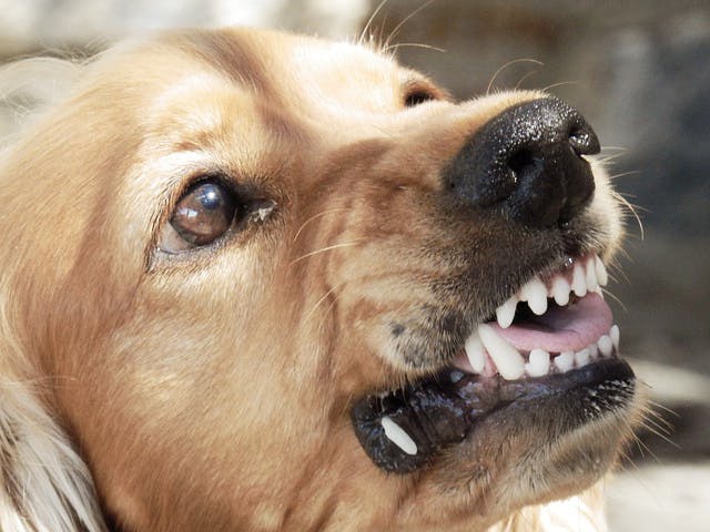 Dog snarling with fixed pupils.
