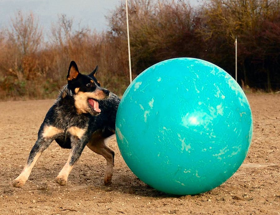 blue heeler participates in treibball exercise