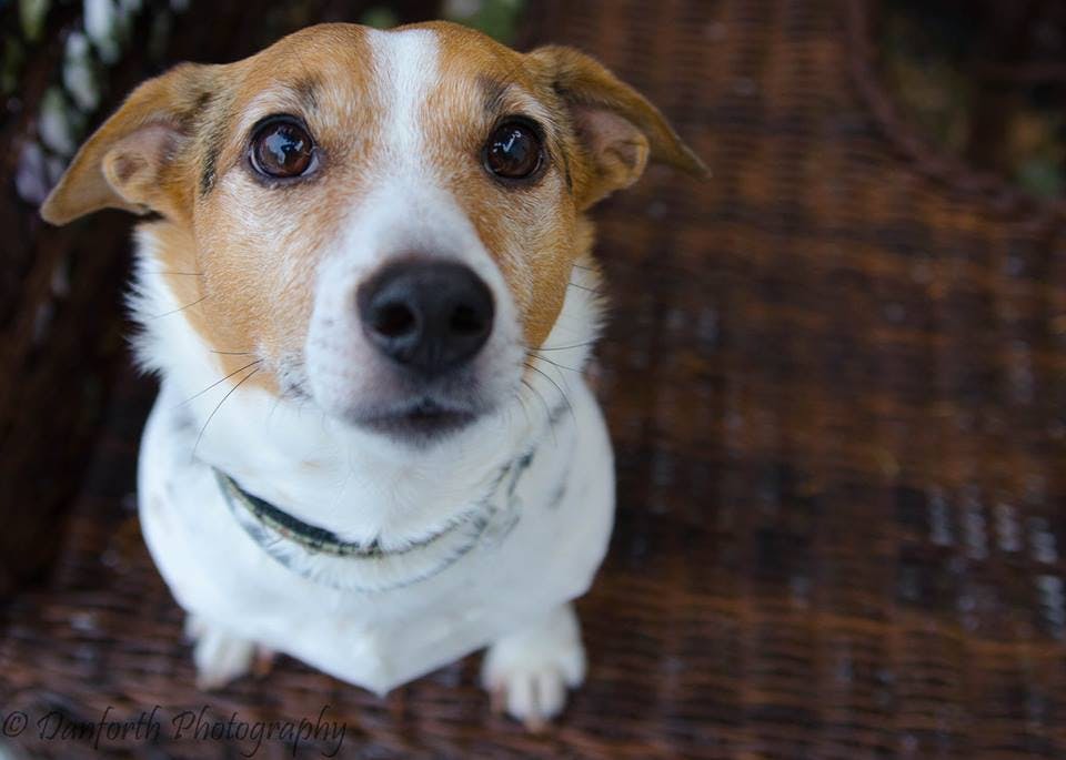 Jack Russell looking into the camera with ears back