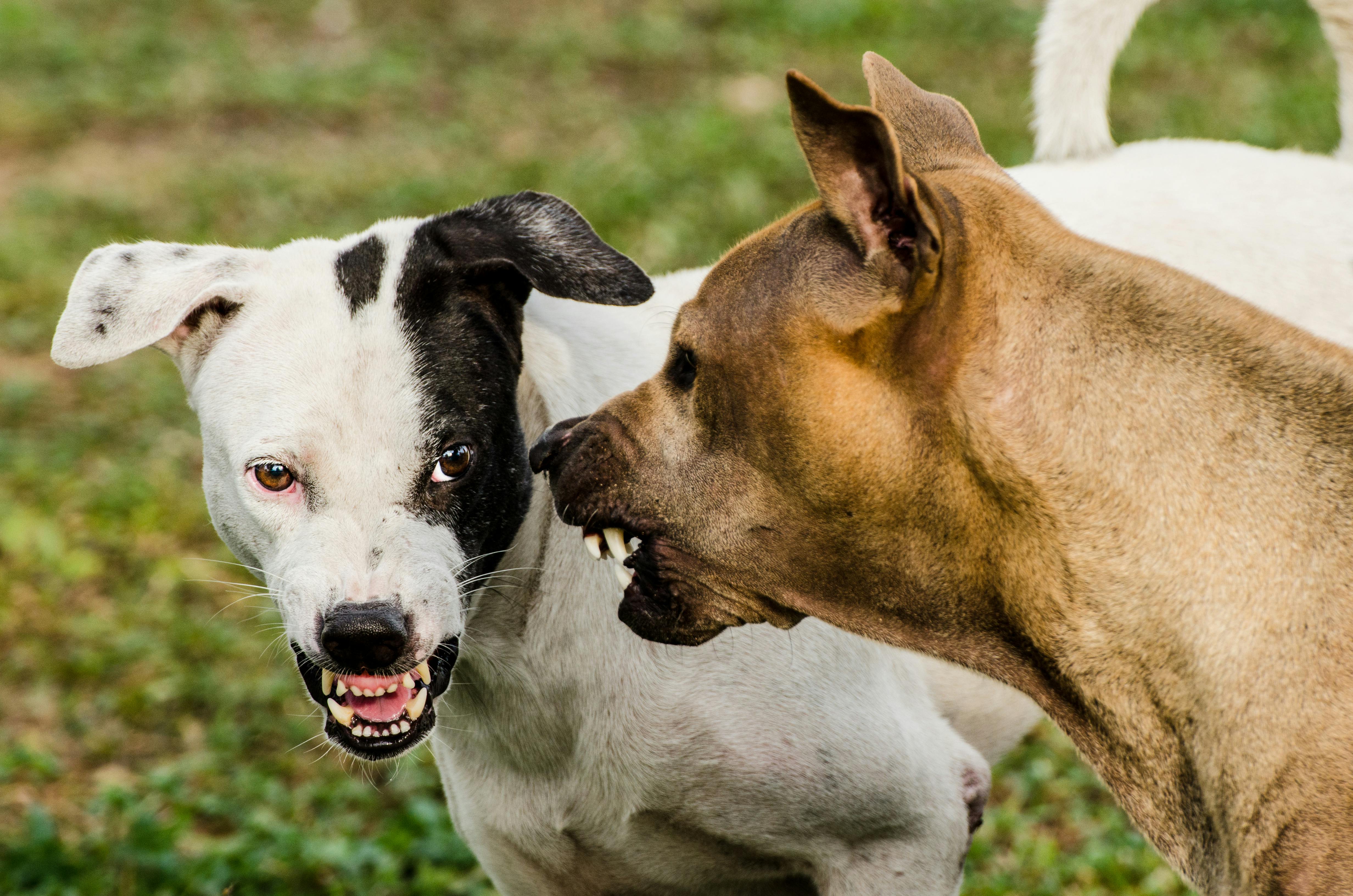 2 dogs showing aggressive behavior including snarling, baring teeth, hard stare, ears forward, body tense