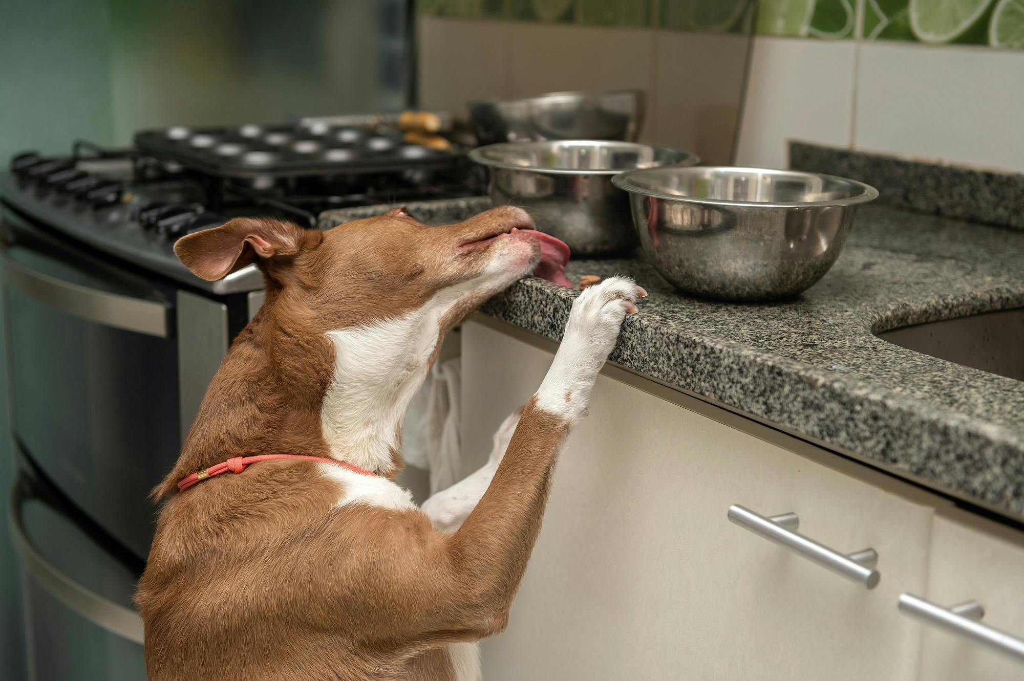 Dog tries to obtain food bowls while counter surfing.