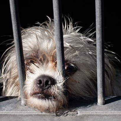 Dog looks out through bars of cage