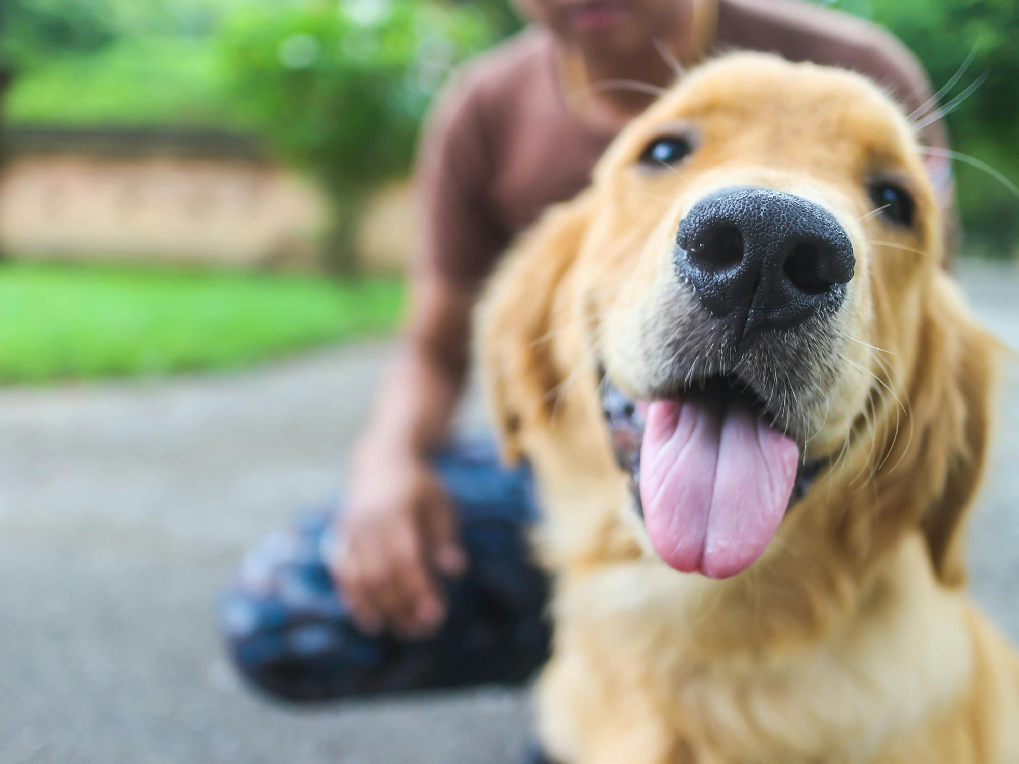 Dogs (Golden Retriever) can help soldiers with PTSD