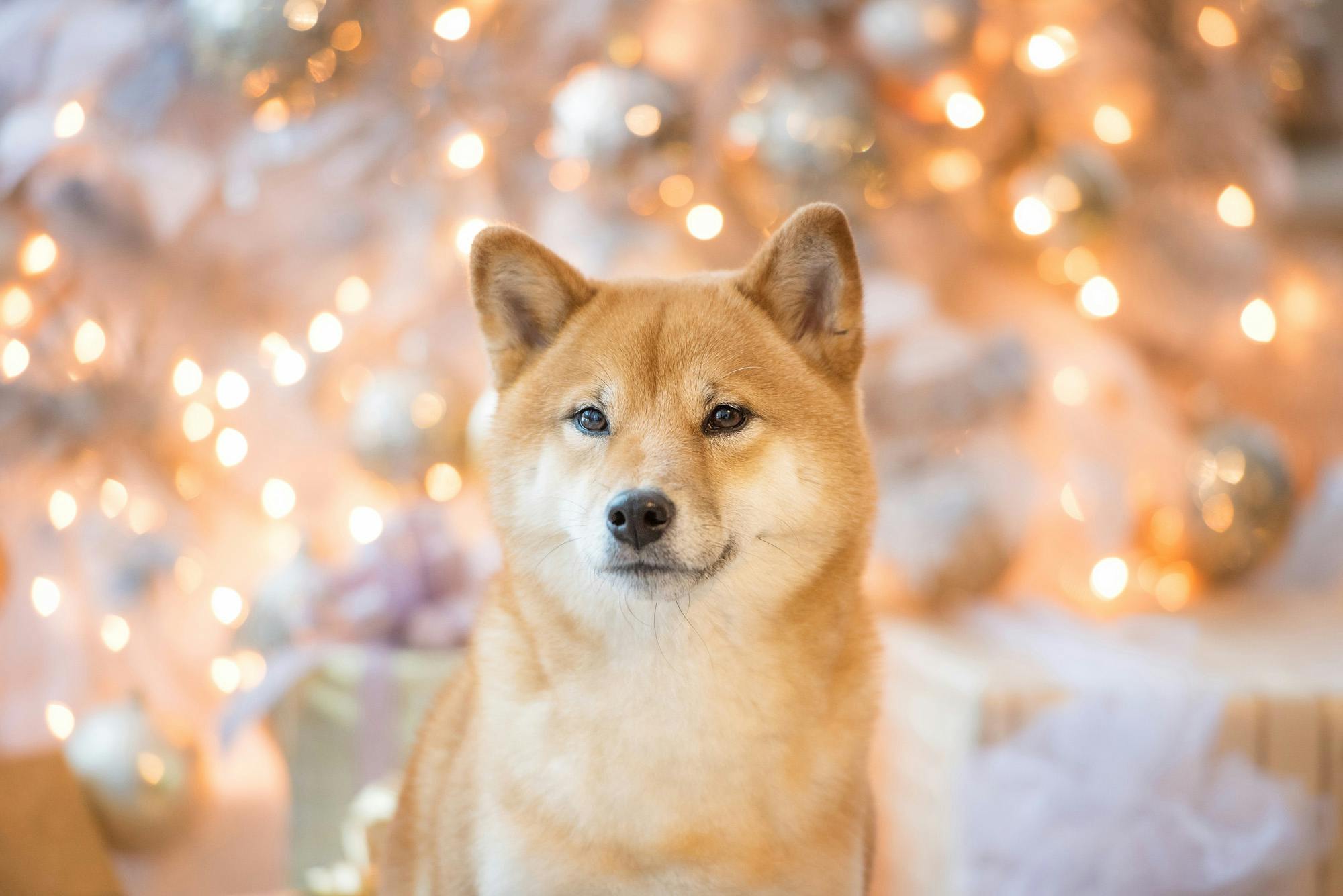 Siba inu at Christmas Time in front of a lighted tree