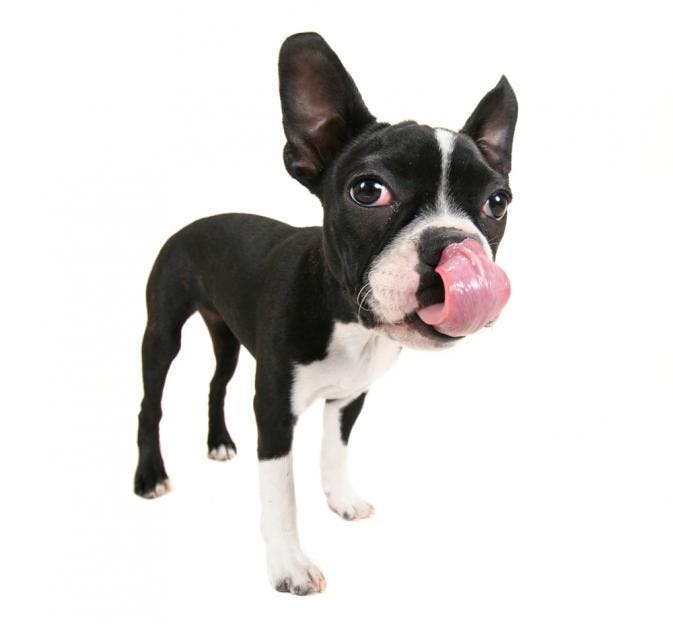 Boston Terrier with a big lip lick 