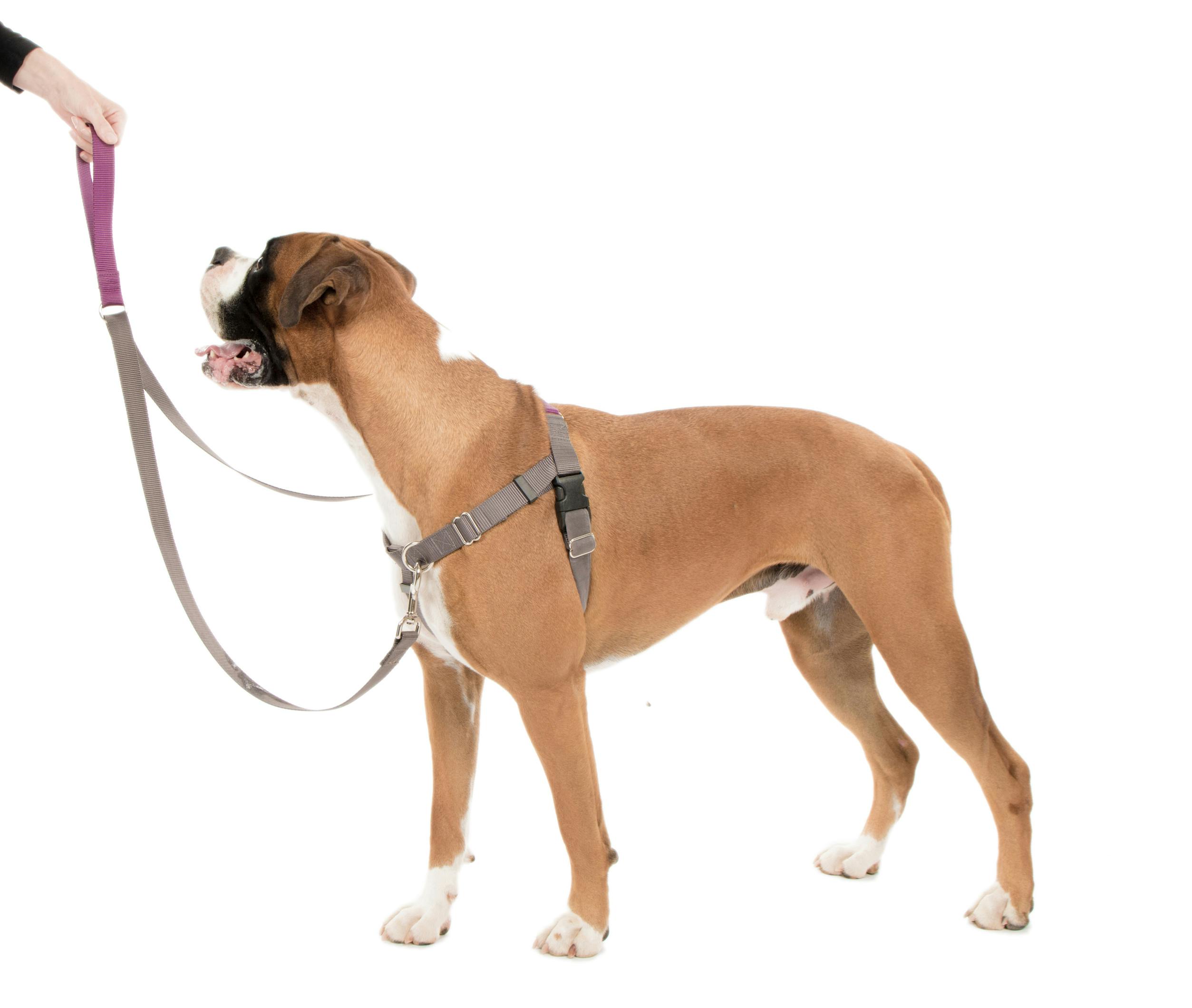boxer wearing positively no-pull harness and double leash