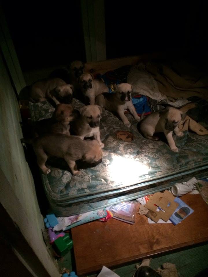 puppies in the dark during rescue