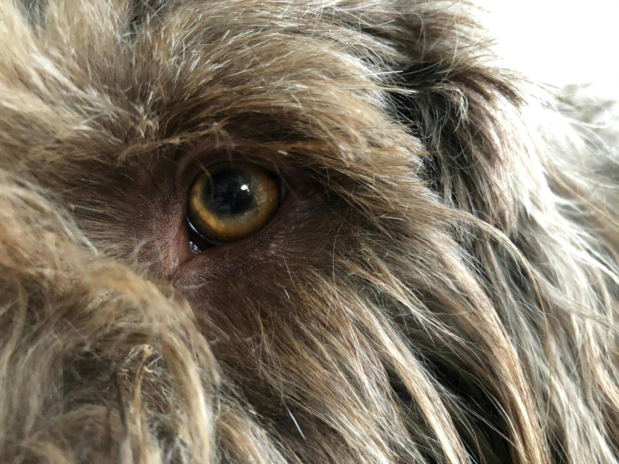 close up of a dog's eye