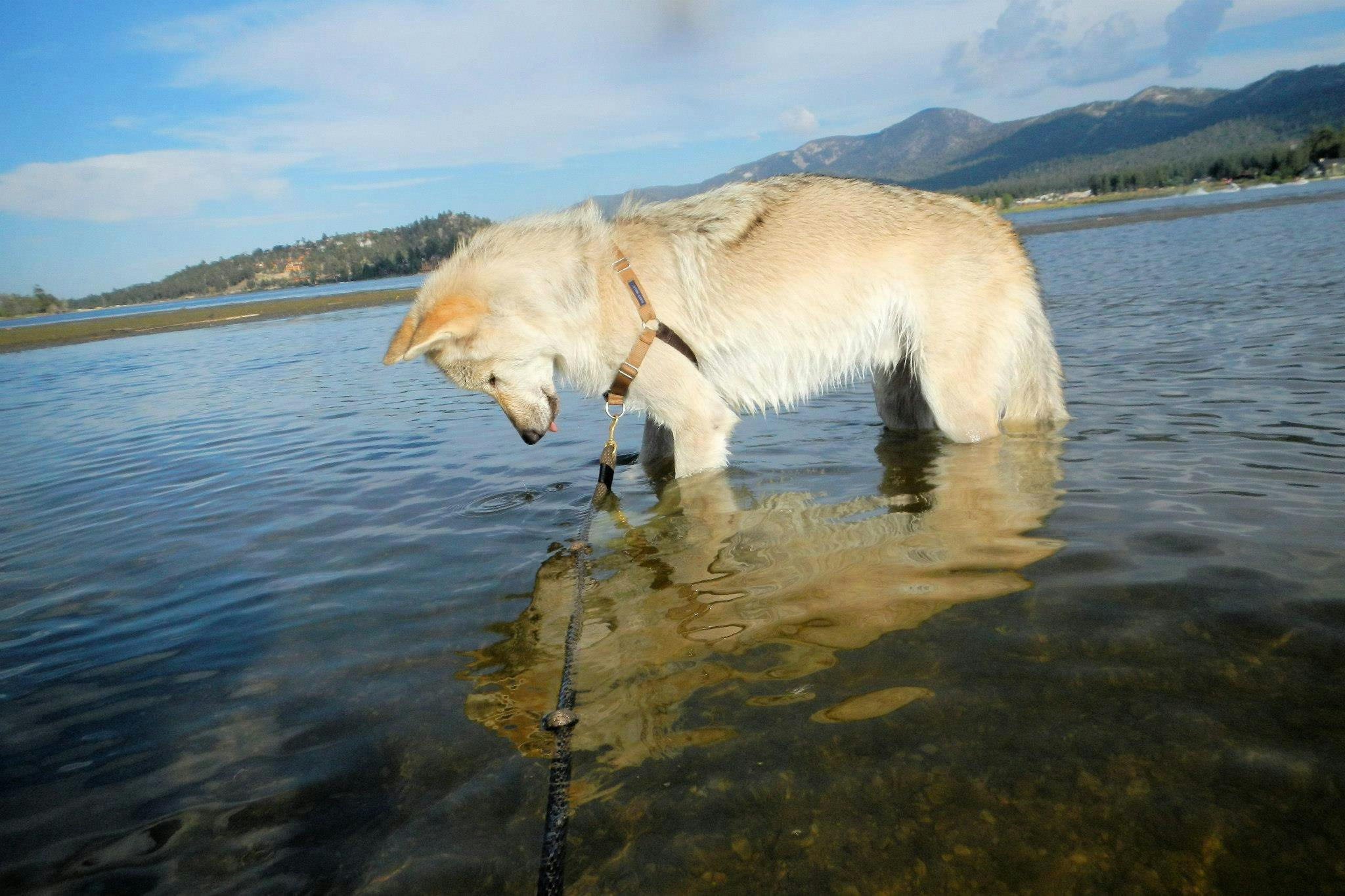 Wolfdog standing in water looking down at reflection with tongue out