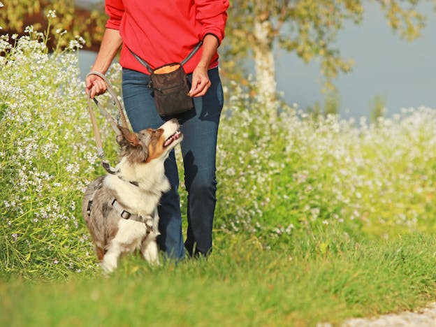 Marketing For Dog Trainers
