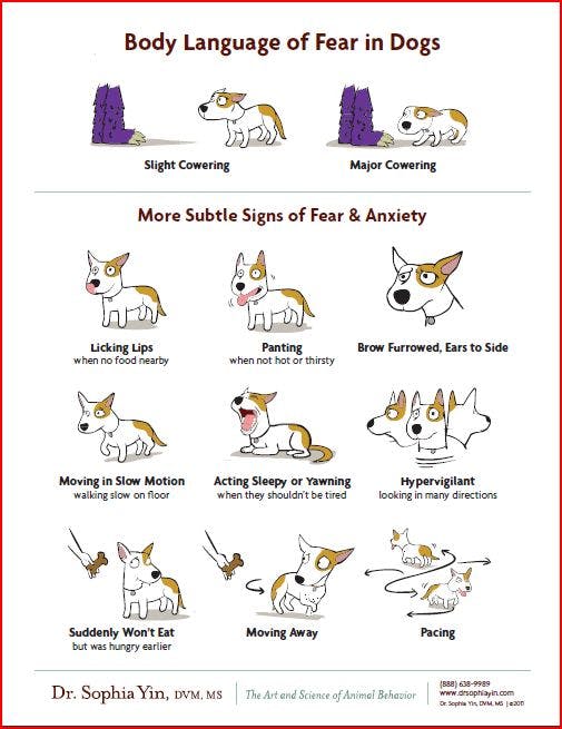 Dr. Yin's Body Language of Fear in Dogs poster