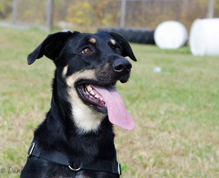 Young black and tan shepherd mix outside sitting and panting