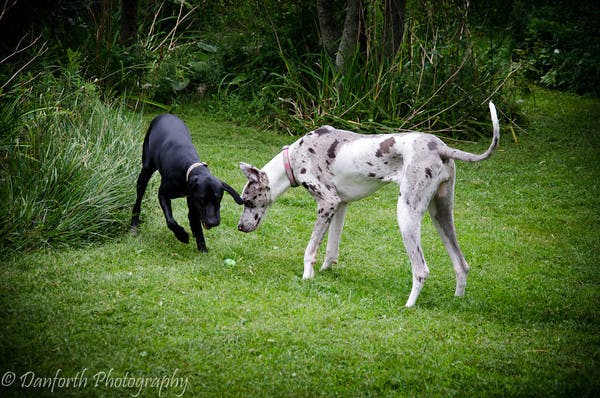 2 dogs in open area smelling something on the ground