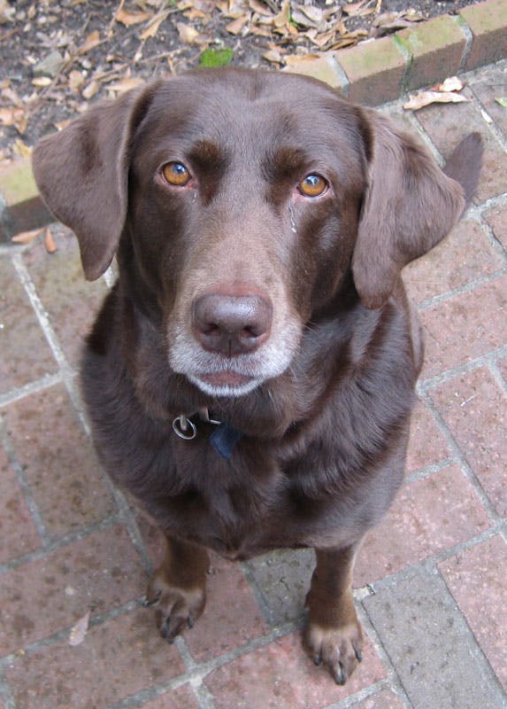 Sadie, Victoria Stilwell's chocolate Labrador.