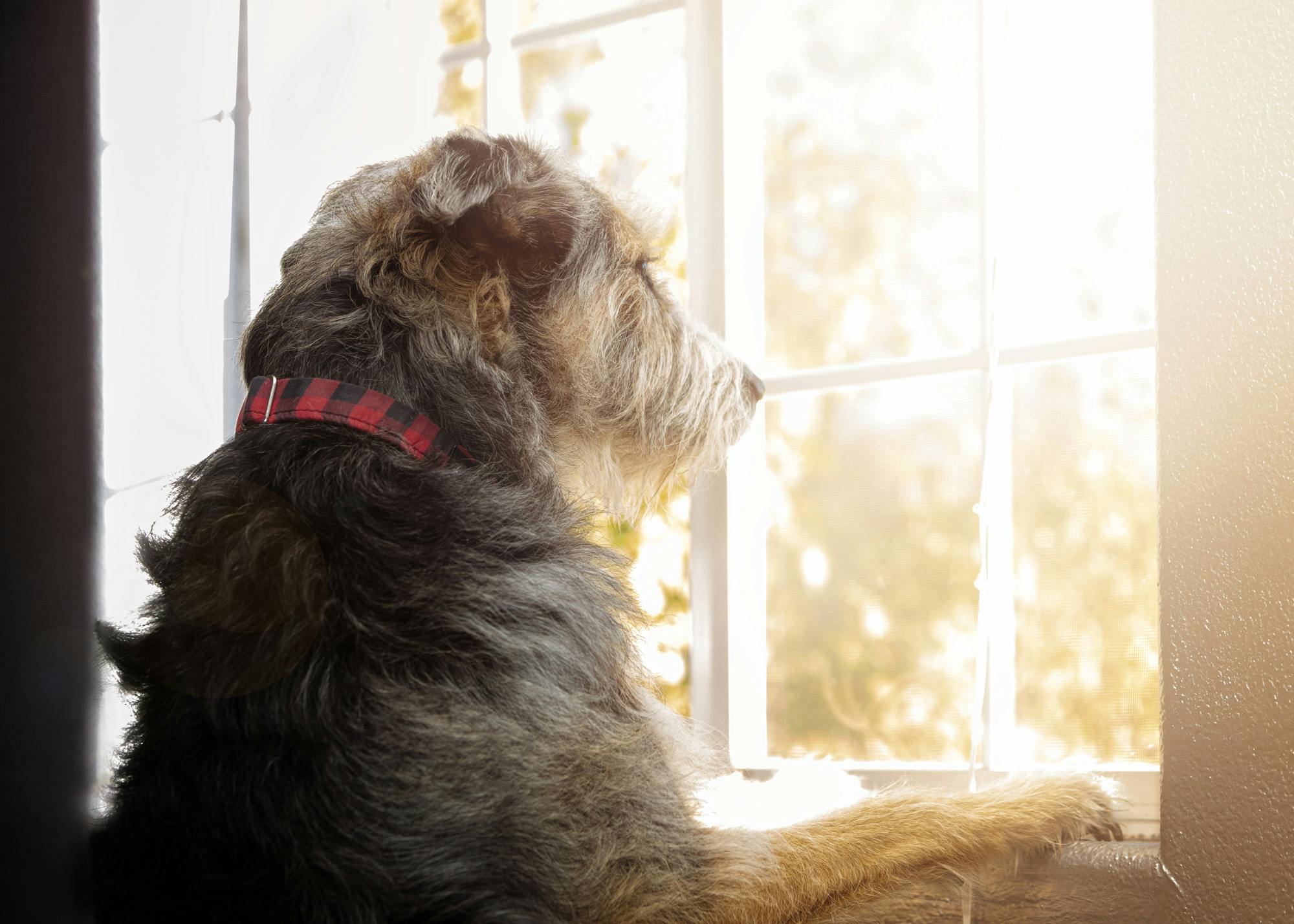 Dog looks out window separation anxiety