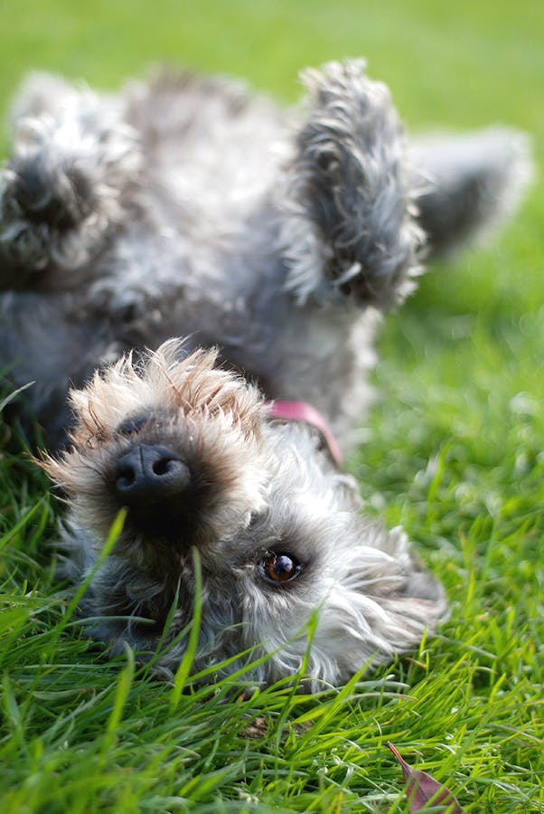 dog laying upside down in the grass