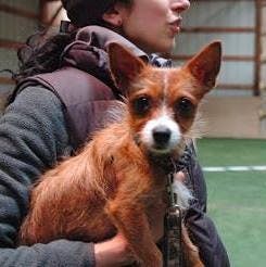 small dog in arms of person