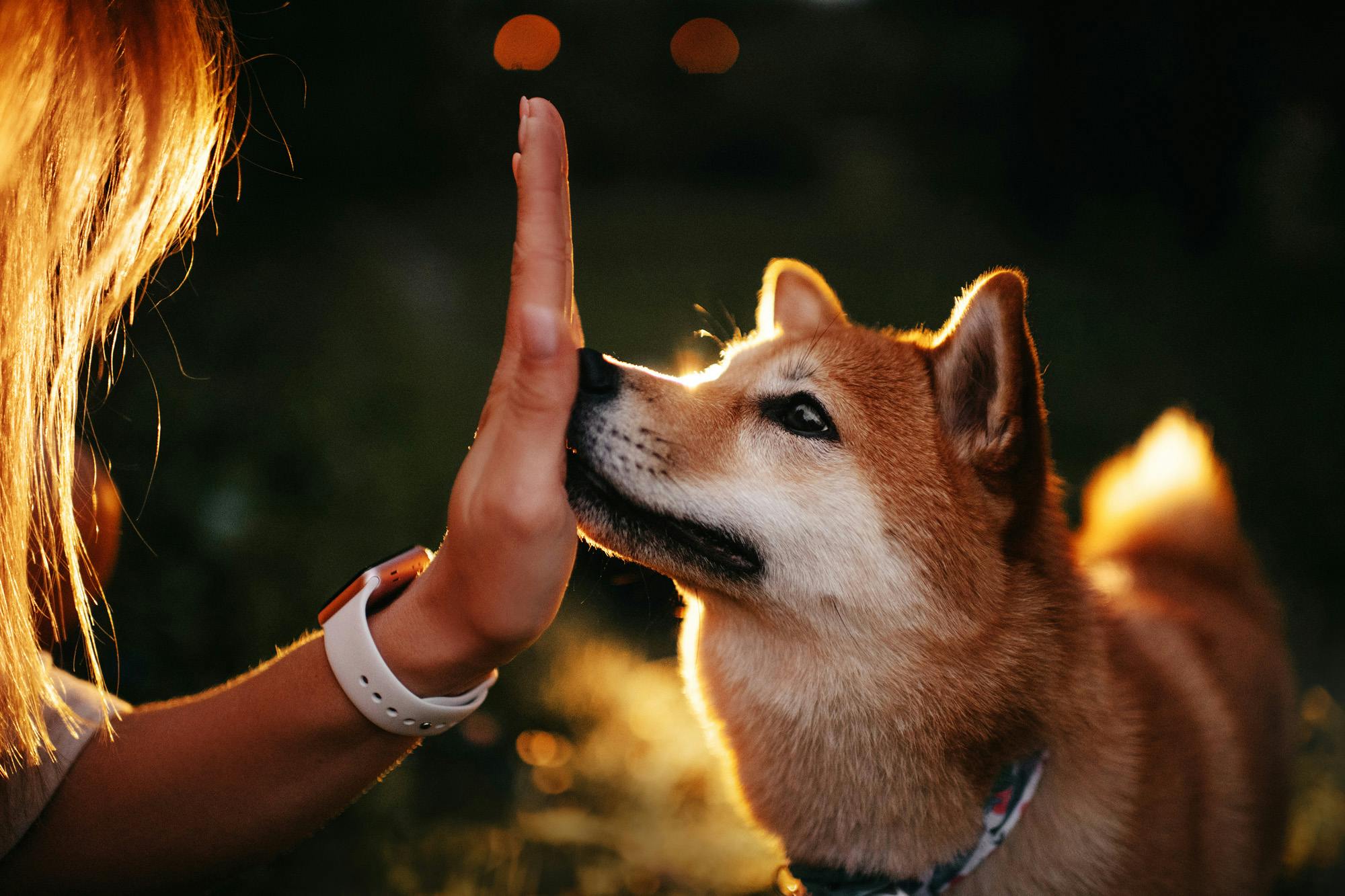 Shibu Inu does a nose touch to the hand