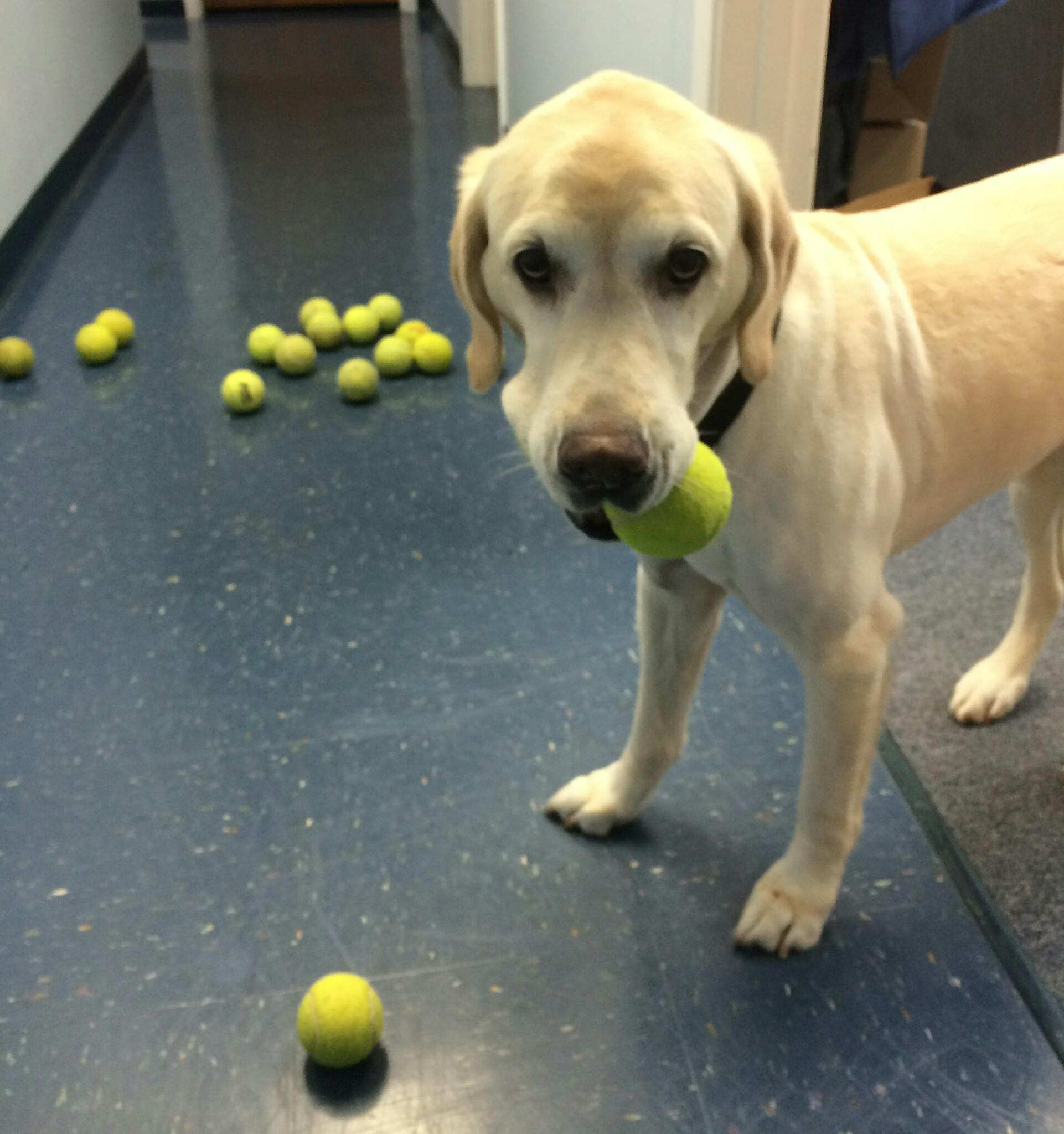 Ember, a lab, surrounded by tennis balls