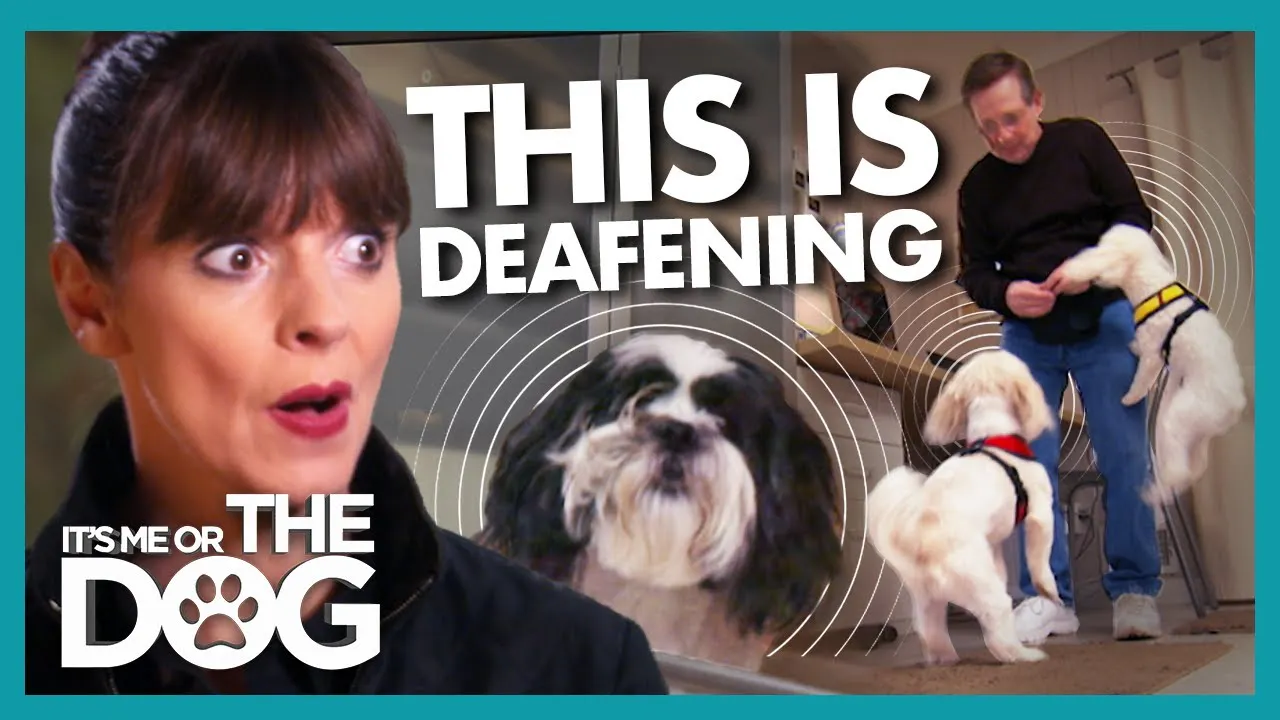 Barking Dogs Force Husband to Work in the Closet