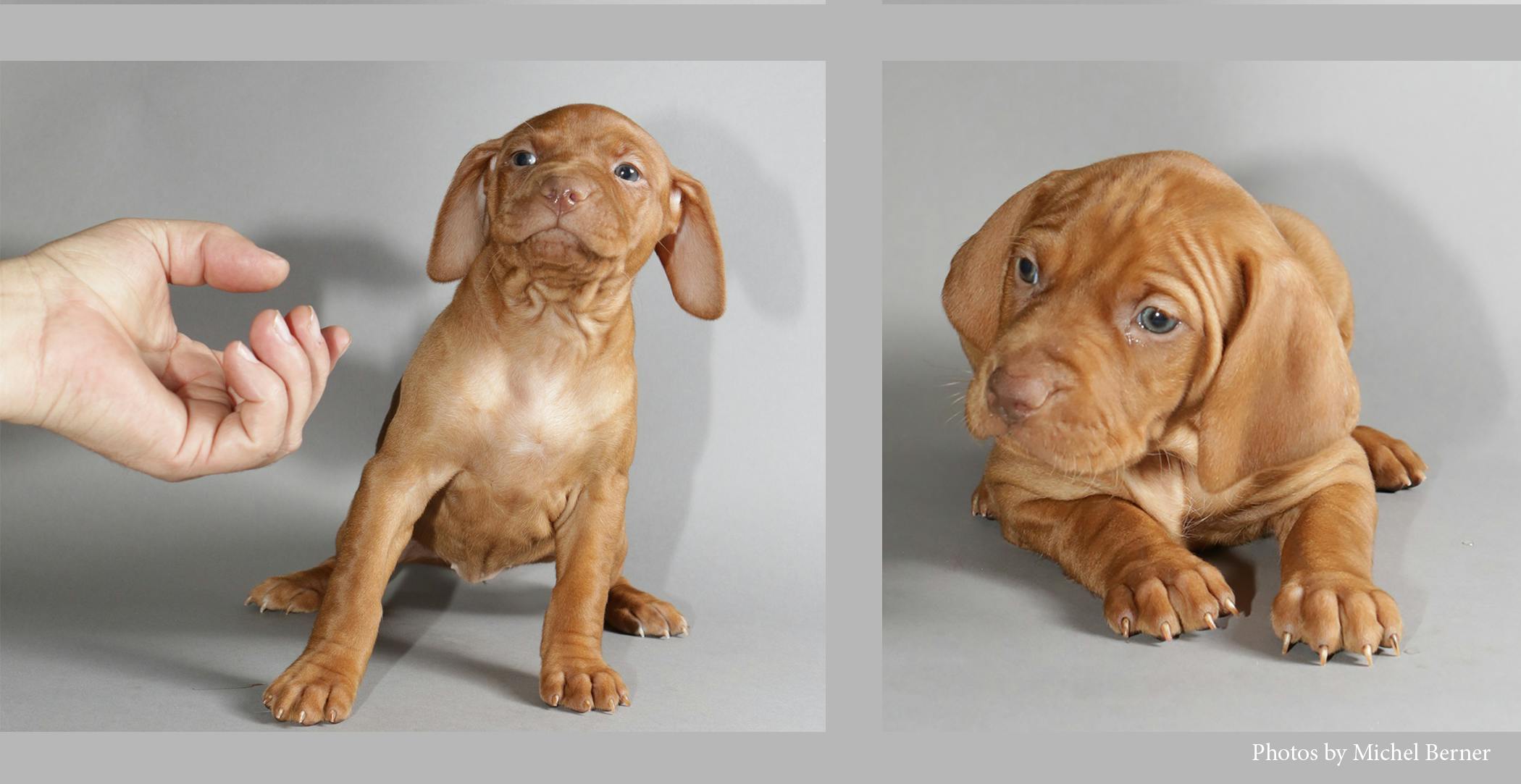 2 Vizsla puppy pictures with very different body language