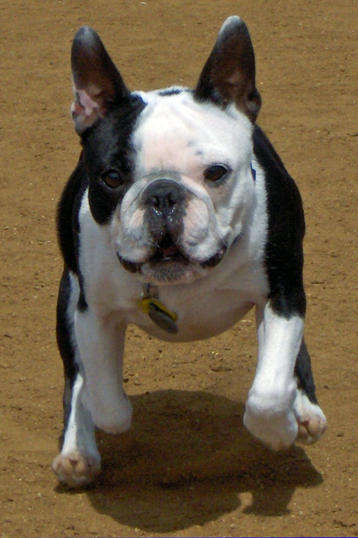 French Bulldog Running 