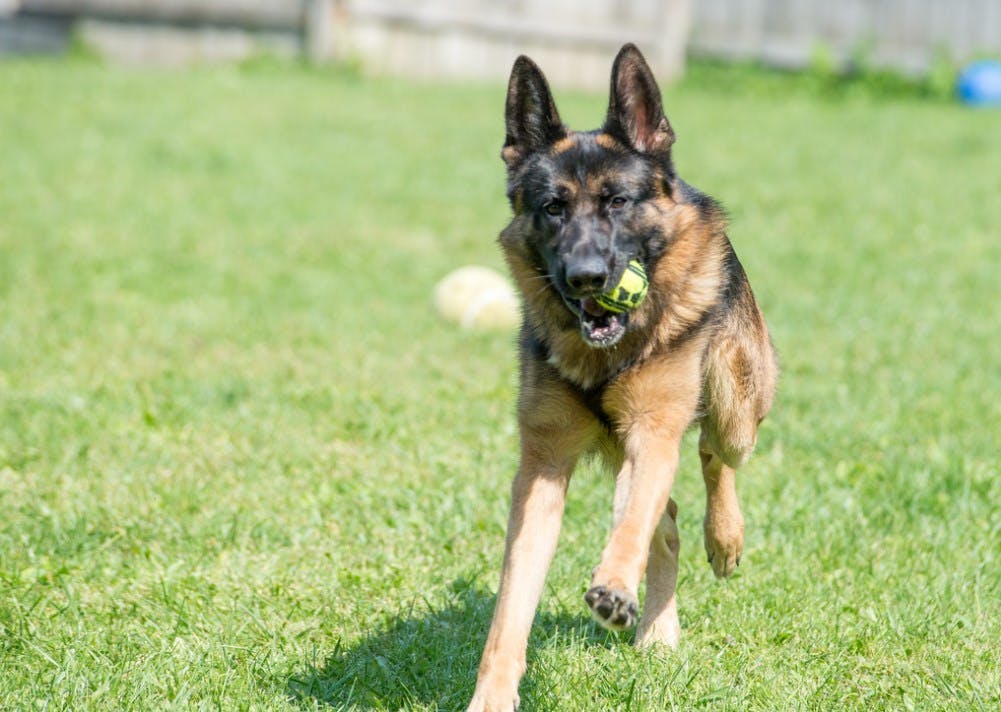 German Shepherd places fetch and returns with the ball.