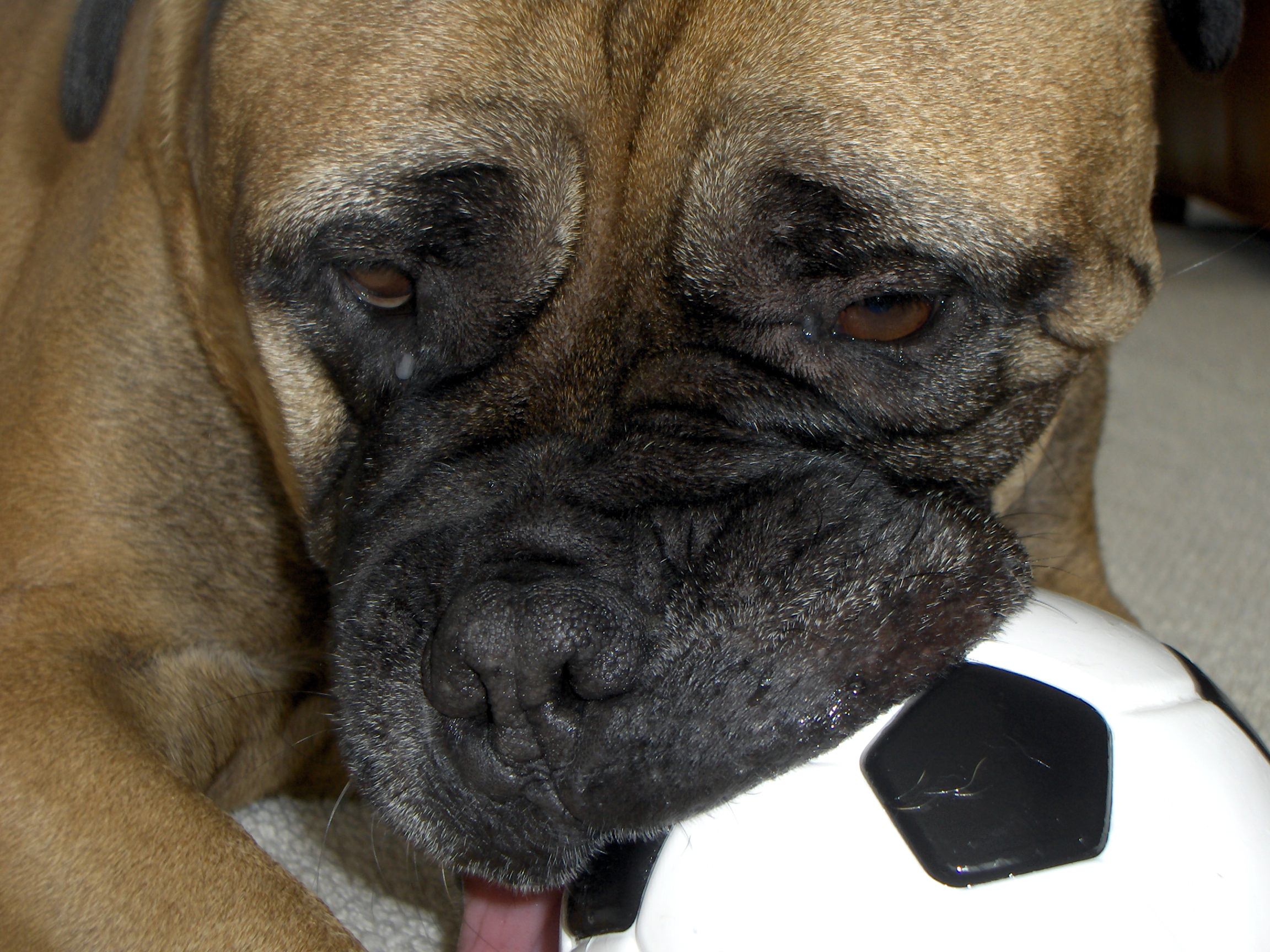 Post Do Some Dogs Need A Heavier Hand?