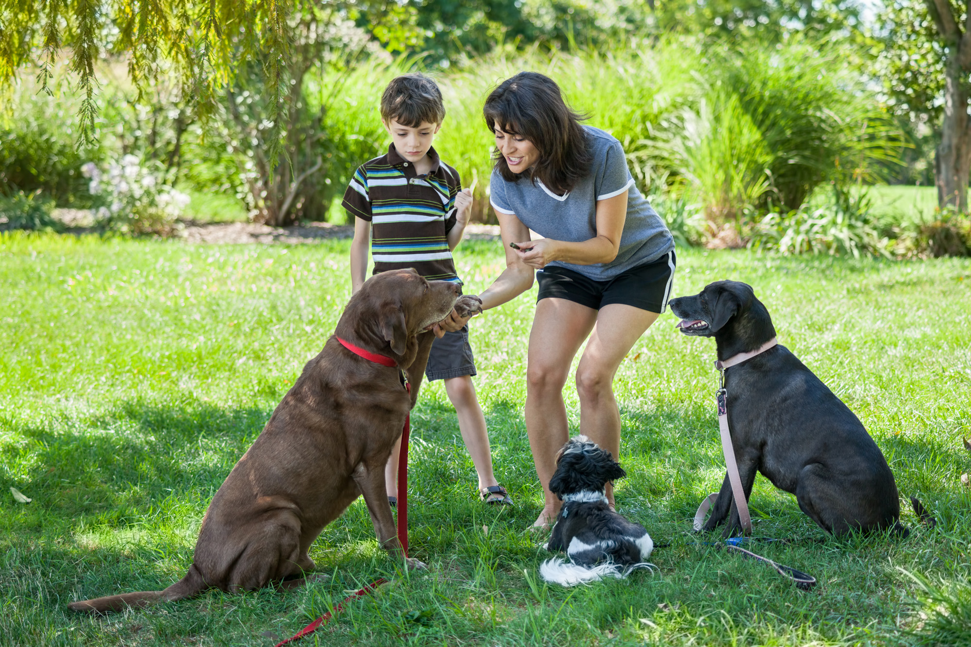 Post: Managing Your Overwhelmed Dog | Positively.com