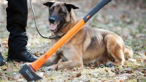 Belgian Shepherd pictured with an axe