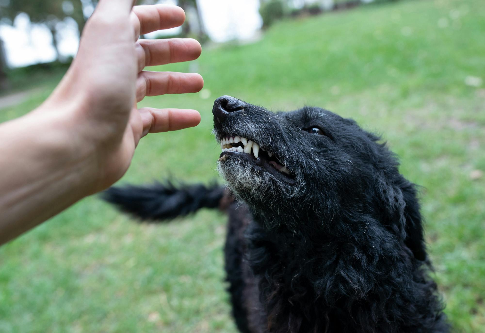 black dog with gray muzzle showing teeth when hand moves toward it