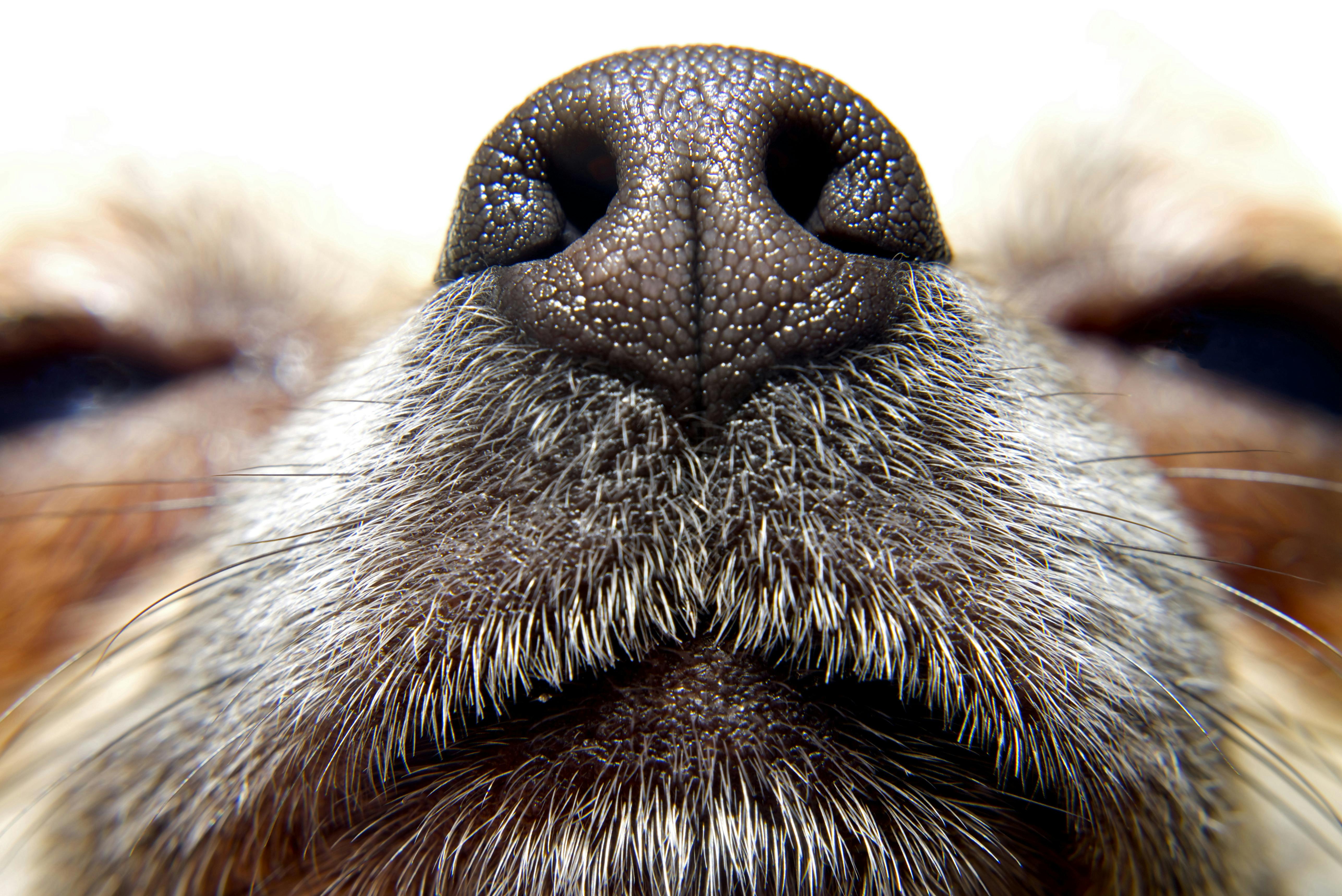 dog nose close up