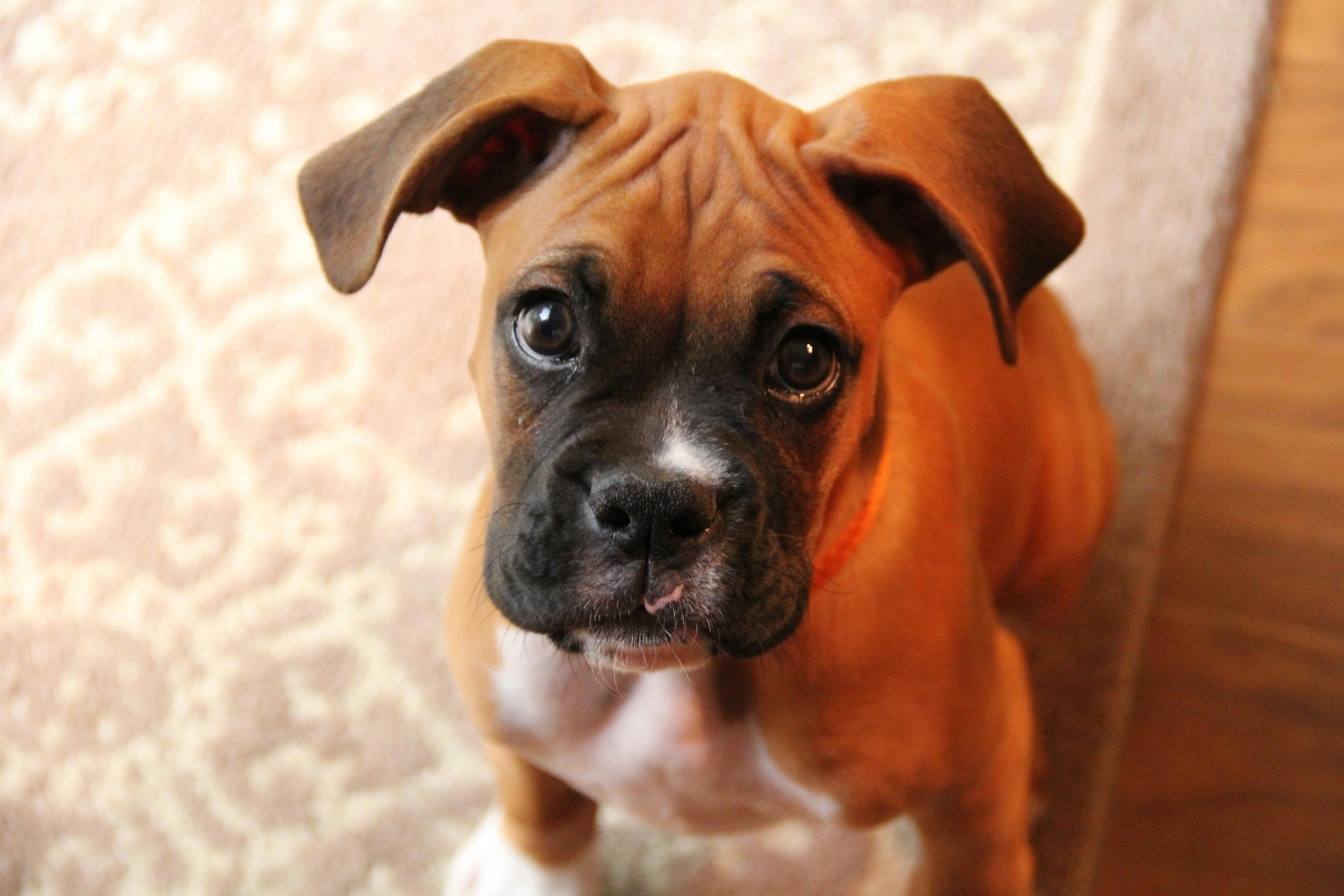 Young boxer puppy learning to sit and watch their person 