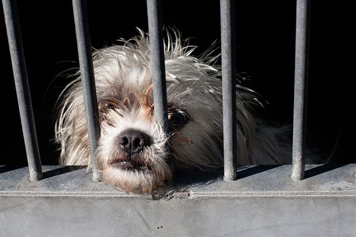 Dog in a kennel looking out from puppy mill