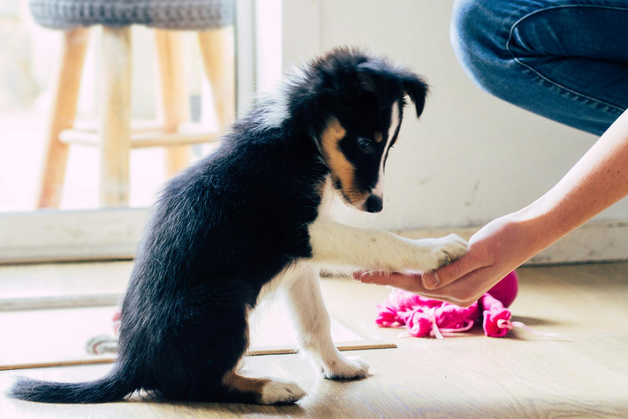 Young collie puppy places paw in hand, shake